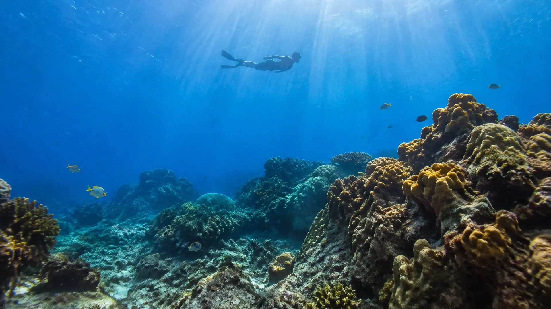 A snorkeler swimming above coral heads and reef fish in the clear water off Sosúa