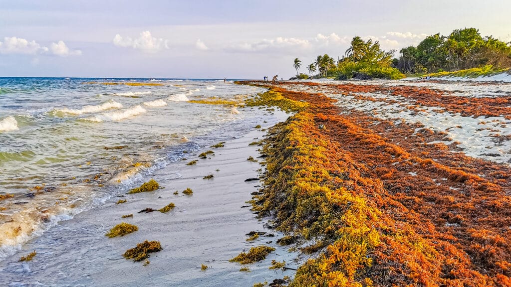 punta cana seaweed